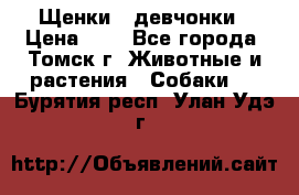 Щенки - девчонки › Цена ­ 2 - Все города, Томск г. Животные и растения » Собаки   . Бурятия респ.,Улан-Удэ г.